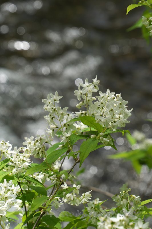 DSC02992a.jpg