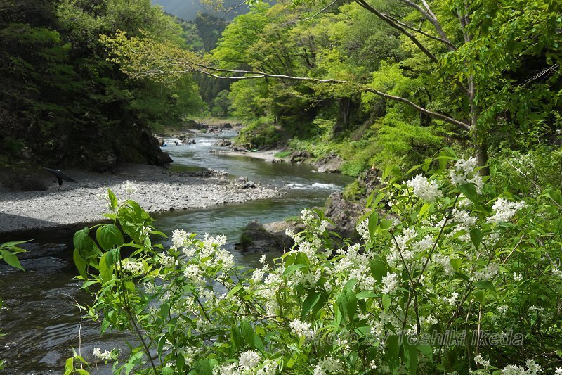 DSC02995a.jpg