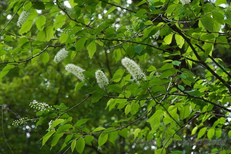 DSC03005a.jpg