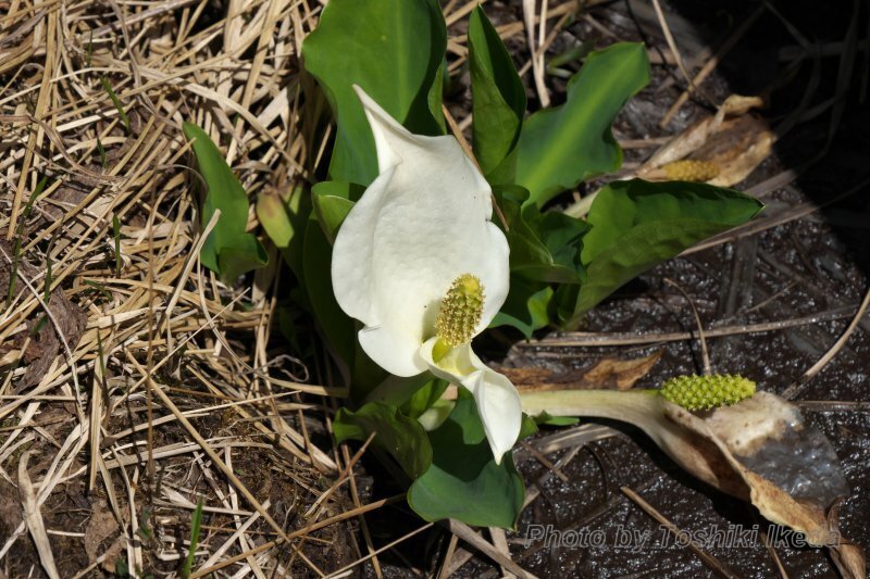 DSC03505a.jpg