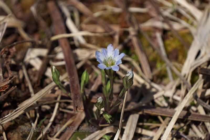 DSC03521a.jpg